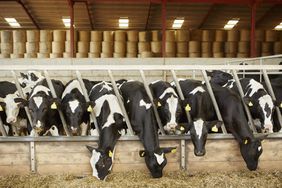 Dairy cows in the barn lined up at the feedbunk