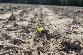 A tiny plant pokes out of the Arkansas soil on Matt Miles' farm