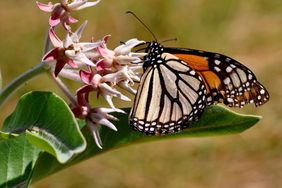 Monarch-Butterfly-USDA-Hero-Image