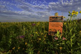 An orange Seed a Legacy sign in a pollinator friendly field full of wildflowers.