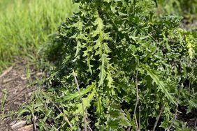 musk thistle