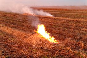 Narrow-windrow burning can reduce the chemicals farmers need to control weeds.