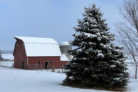 Snow on a green tree