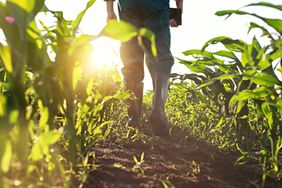 Crop souting corn