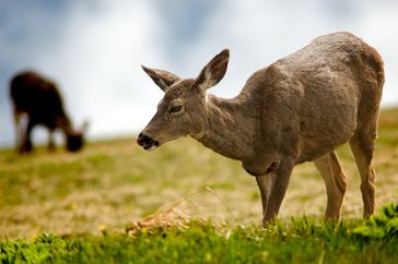 Deer grazing at Olympic National Park, Washington