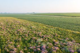 Iowa_Prairie_Strips