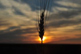 Wheat head