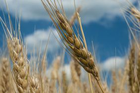 Close up of wheat head with blue sky in background