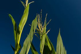 Sound officials say dual platform uses biochemistry to tap into natural plant capabilities