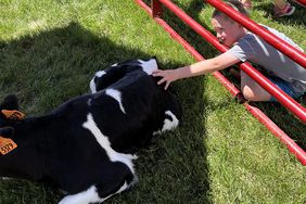 a young man pets a calf