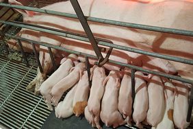 A dozen pink piglets nurse in a hog barn