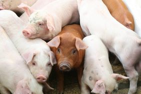 Pink and red piglets.