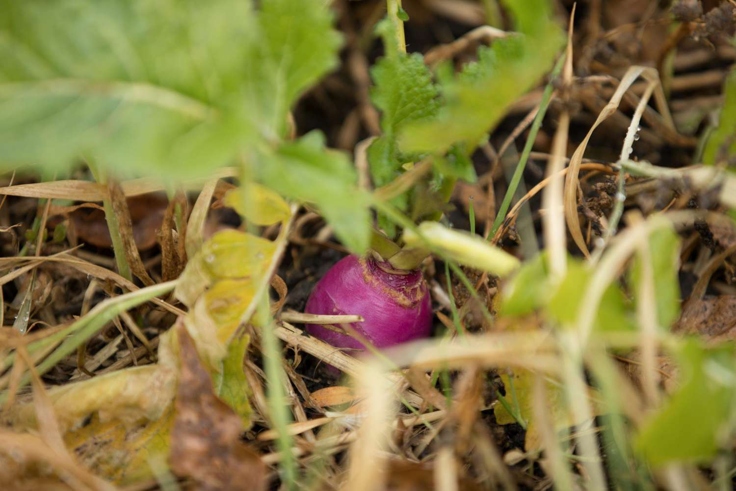 Radishes grow as cover crops under harvested corn stalks