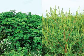 Giant ragweed grows at a much faster rate than common ragweed.