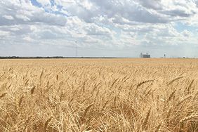 Golden Kansas wheat