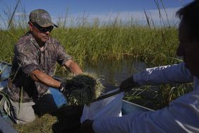 rice Harvest