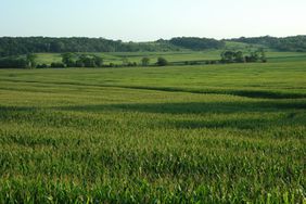 RollingCornField-WideShot