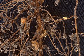 Soybean cyst nematode on roots