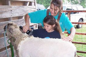 Heather Barnes demonstrating sheep shearing