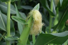 Photo of a corn stalk, with the corn silking