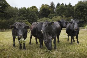 Small herd of Dexter cattle on a pasture.