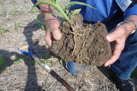 Corn root as a result of smeared sidewalls