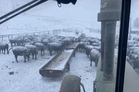 A pen of black cattle covered in snow on a winter day in Iowa