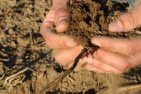 Handful of soil