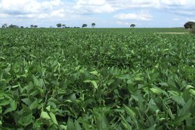 soybean-field-brazil