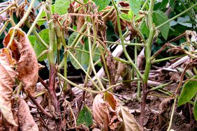 Phytophthora and other seedling diseases can reduce yields significantly.