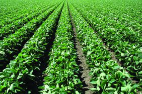 Soybean-Field