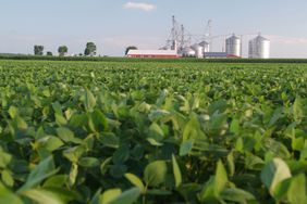 soybean-field-pig-farm-2