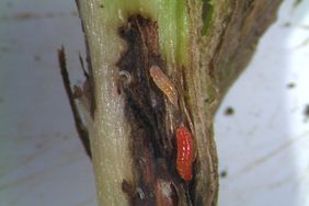 Bright orange larvae feeding on soybean plant stem