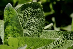 soybean leaf close up