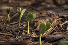 soybean_seedlings