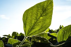 SoybeanLeaf2-CloseUp