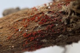 soybean stem close up with red crown rot spherical perithecia