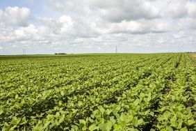 soybean field