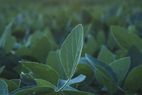 Soybeans at sunset.