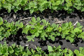 A birds eye view of soybeans.