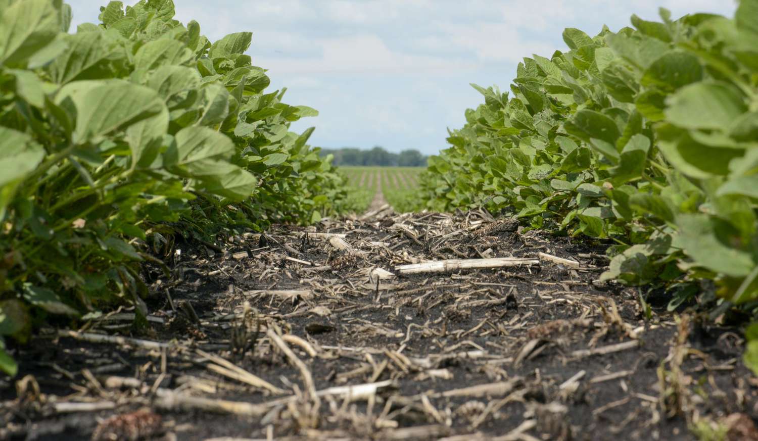 Soybeans in a no-till field.