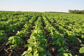 A no-till soybean field at sunrise.