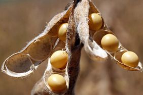 Soybeans with pod open