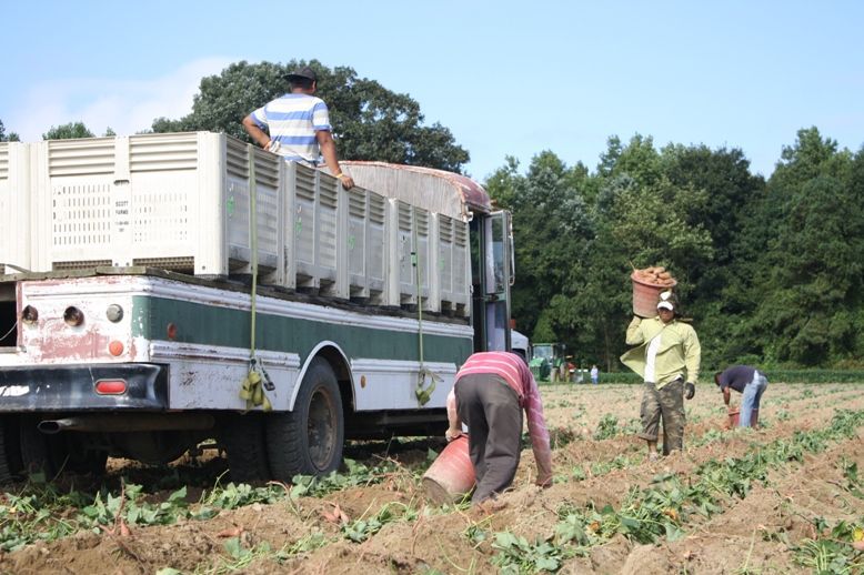 school bus carrying sweet potatoes