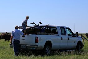 A white ranch truck in a pasture of cows with a father and son