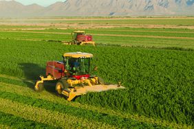 Two of New Holland's Speedrower Plus windrowers in the field.