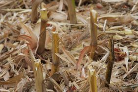 Chopped corn stalks.