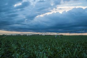 A corn field with irrigation as a storm moves in.