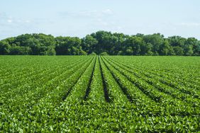 Soybeans in a straight row.