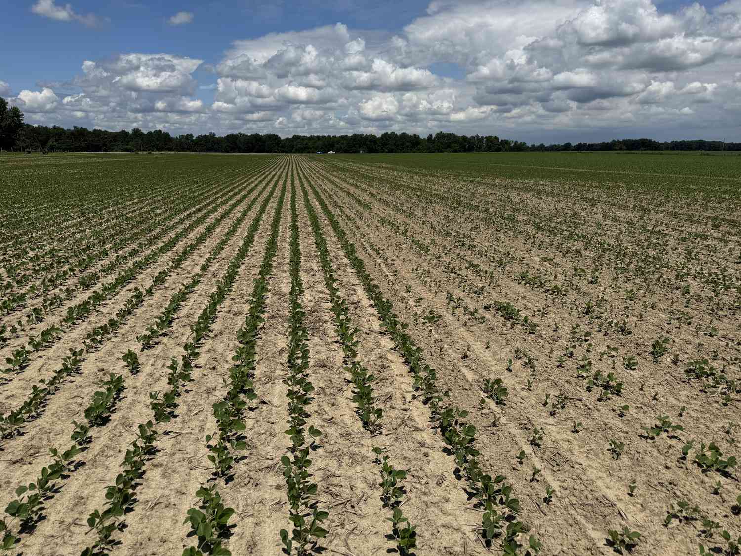 A field of struggling soybean plants in Maryland in June 2024